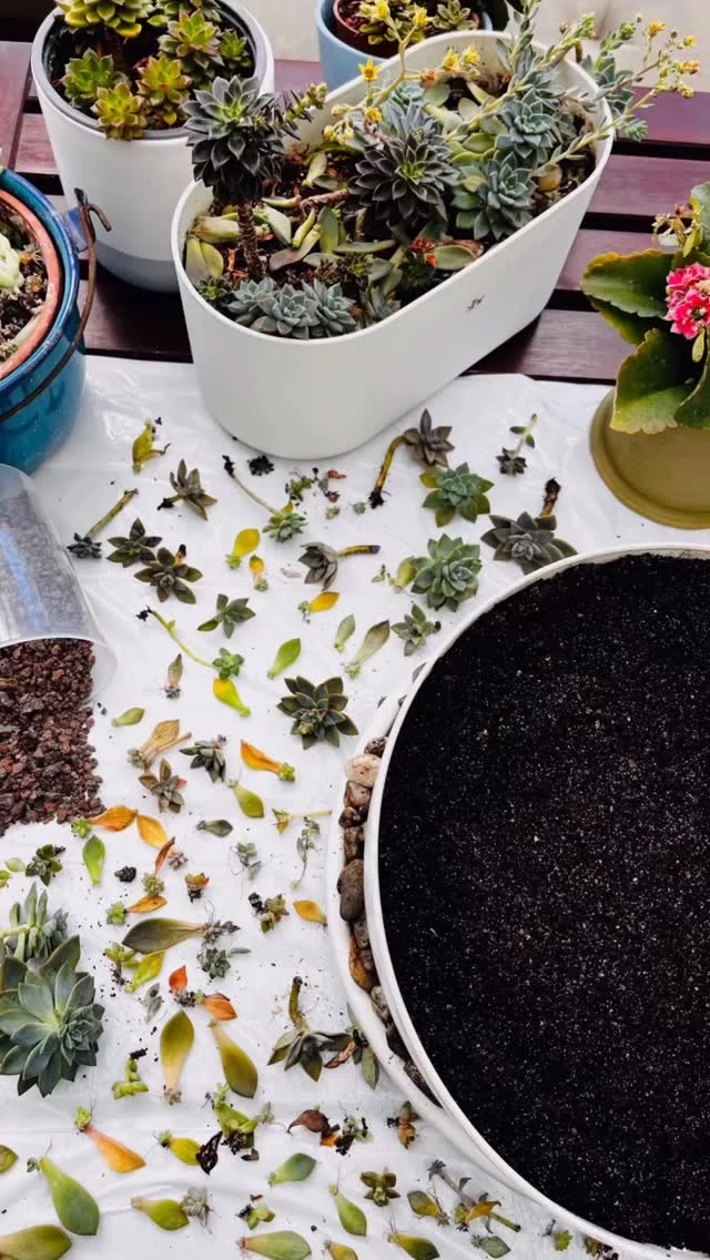 Hay días en los que lo único que necesito es esto:
estar con mis plantitas… y apapacharlas para apapacharme 🫀🌿✨

Hoy les tocó día de SPA 🤭
Limpiarlas, abonarlas, cuidar sus raíces…

Y ese momento de meter las manos en la tierra…
sentirla, olerla, estar ahí presente… es pura calma 💛

De verdad, qué regalo tan sencillo y tan poderoso.

Todos deberíamos tener plantitas en casa 🫣
no saben los momentos tan bonitos que regalan.

Que hoy sea un día MUY chulo,
.
.
.

#alto_voltaje_emocional #rituales #plantlover #plantsmakemehappy #laseñoradelasplantas