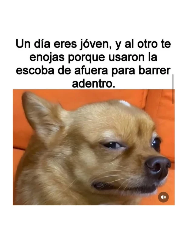 🤭Así, tal cual … 🤣🤭🫣🤫👀💅🏽 Doy fe de la legalidad de esto; me pasó esta semana y esa furia que llevo latente salió a la luz al ver que mi escoba de afuera se estaba usando para barrer el interior de mi hogar.😡🤬🫨🤣
.
. 
.
.
Fuente: Sabiduría del Internet
#booklovers #libros #bookstagram #alto_voltaje_emocional #meme