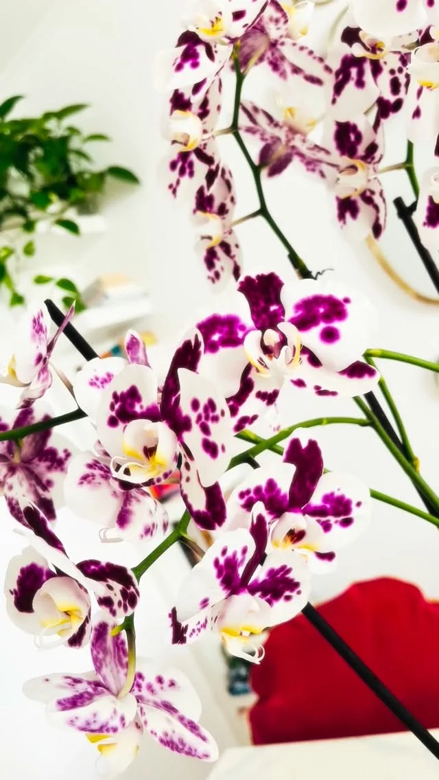 Confesión: este podría ser uno de mis mayores logros del año 🤭🌸

Tengo una obsesión muy bonita con las orquídeas. Me relaja contemplarlas y siempre me han acompañado.

Pero la primera que tuve me rompió el corazón: cuando perdió sus flores, nunca volvió a florecer. 😭

Desde entonces me empeñé en entenderlas y en lograr que no volviera a pasar. Y hoy, con muchísimo orgullo, puedo decir que lo he conseguido. 🤭

Mis orquídeas han vuelto a florecer en tres países distintos, con climas y condiciones completamente diferentes.

Puede parecer una tontería, pero a mí me hace muy feliz. Porque cada nueva flor me recuerda que, a veces, las cosas no están perdidas; solo necesitan tiempo, paciencia y cuidados.

Así que, oficialmente, ya me pueden llamar la señora de las orquídeas. 🌸🙋🏽‍♀️💅🏽

.
.
#alto_voltaje_emocional #laseñoradelasplantas #orquideas #blogpersonal #2026