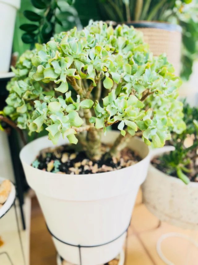 A veces pienso que mis plantas me han enseñado tanto como algunos libros. 🌿🤍

Este post va dedicado a una de mis grandes compañeras de vida: mi **jade rizada**, que llegó conmigo cuando me mudé a España y ya casi cumple cinco años a mi lado.

Si algo me ha enseñado, es esto:

🌿 Hay lugares que se nos quedan pequeños. Pasó casi dos años en una maceta diminuta. Cuando la cambié a una más grande, floreció. Y no pude evitar pensar en cuántas veces nosotros también necesitamos cambiar de lugar para volver a respirar.

🌿 Cuando encontramos nuestro espacio, crecemos. En pocos meses se transformó por completo. Hay lugares que no nos cambian: simplemente nos permiten ser quienes siempre hemos sido.

🌿 Me recuerda a nuestro cerebro. En un curso de neurociencia aprendí cómo se conectan nuestras neuronas y, desde entonces, cada vez que la observo, pienso en los dibujos de Santiago Ramón y Cajal. Sus ramas y curvas me recuerdan a esas conexiones que hacen posible nuestros pensamientos. Me encanta perderme en esa belleza.

🌿 Cuidarla también es cuidarme. Cuando le quito las hojas secas, siempre pienso en esas ideas, preocupaciones o cargas que ya cumplieron su función. A veces crecer también consiste en saber qué dejar ir.

Y, además, esta belleza tiene algo que admiro profundamente: sabe resistir. Almacena agua para los tiempos difíciles, puede vivir durante décadas y, con los cuidados adecuados, siempre encuentra la manera de seguir creciendo.

Este verano está librando una batalla contra las olas de calor. Y cada vez que la veo resistir, pienso: Si ella puede… pos yo también puedo.🙌🏽🫡🤭🌿

Quizá por eso la quiero tanto.

Porque, sin decir una sola palabra, me recuerda que todos necesitamos un buen lugar para echar raíces, soltar lo que pesa y seguir creciendo. 

#alto_voltaje_emocional #plantlover #cuarentona #laseñoradelasplantas #blogpersonal
