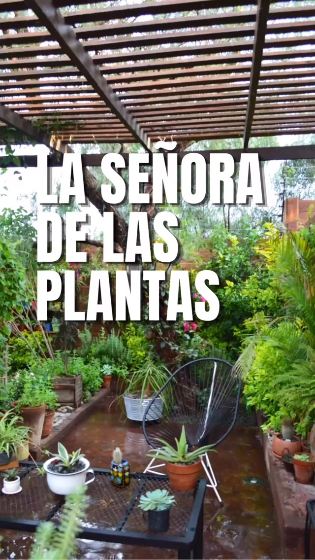 🌿 SOY LA SEÑO DE LAS PLANTAS 🫣.
Un pedacito de algo que amo casi tanto como a mis libros. 🤭

Mis plantas han sido mis grandes compañeras —y mis mejores terapeutas— desde México, pasando por Irlanda y ahora España.

Son compañeras, espejo y, la neta, a veces también son dramáticas como yo: no se les puede dejar tantos días sin mimos, buena música y atención. Jiji. 😂

Desde que tuve mi primer sueldo compro plantas y, desde entonces, cada hogar termina convertido en algún tipo de jungla. 🌿

Las amo porque siempre encuentran una forma de recordarme algo: crecer, adaptarse, echar raíces y volver a empezar también es parte del viaje.

Y sí… puede que tenga demasiadas plantas. Pero, al igual que con los libros, “demasiadas” no aplica. 🤭💚
.
.
.
#alto_voltaje_emocional #laseñoradelasplantas #plantlover #urbanjungle #blogpersonal